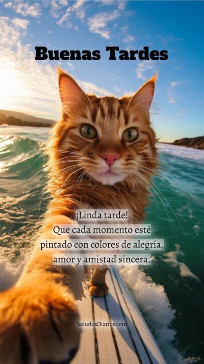 Mensajes Bonitos Gato Playa Selfie Buenas Tardes Frase Saludos