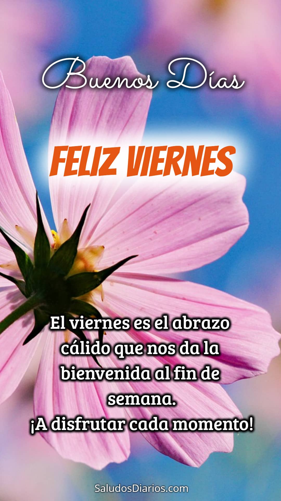 Bienvenido viernes, Flor, Mensajes esperanza - Saludos Diarios