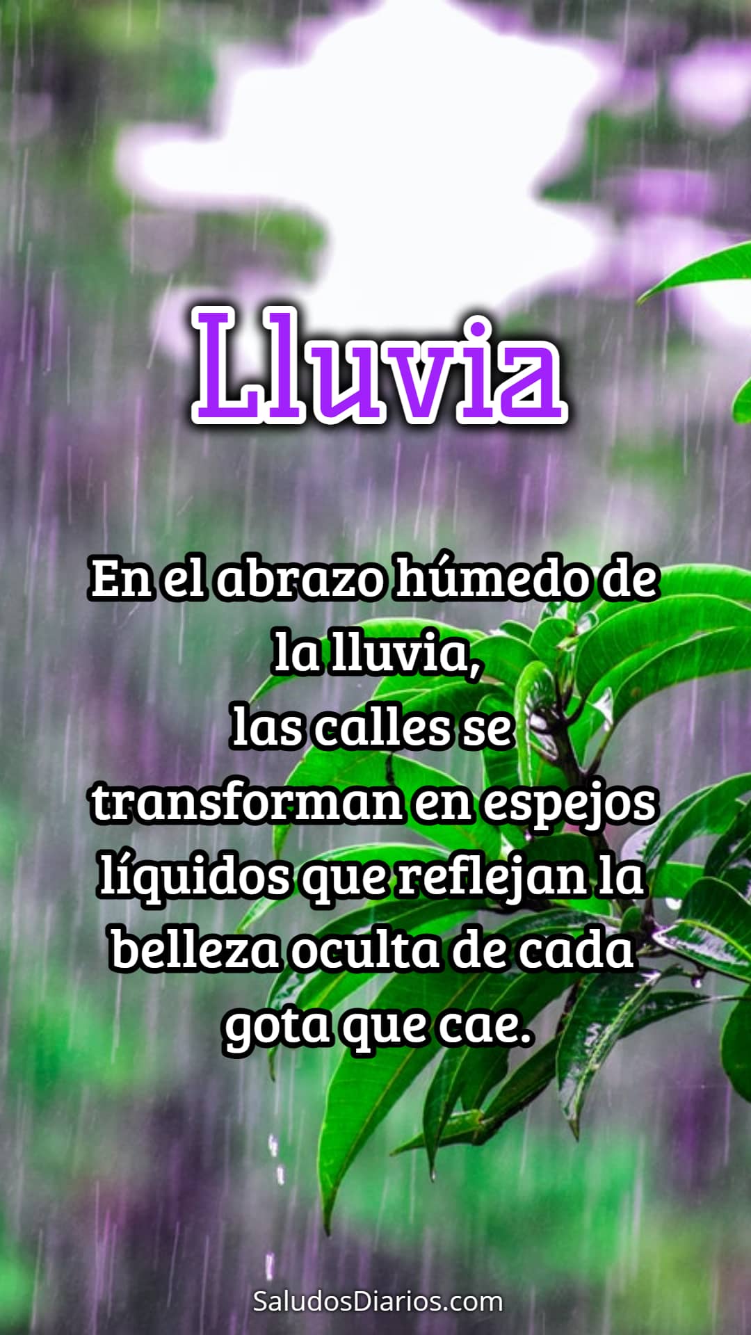 Humedad, Frases lluviosa, Mensajes belleza, Fe - Saludos Diarios