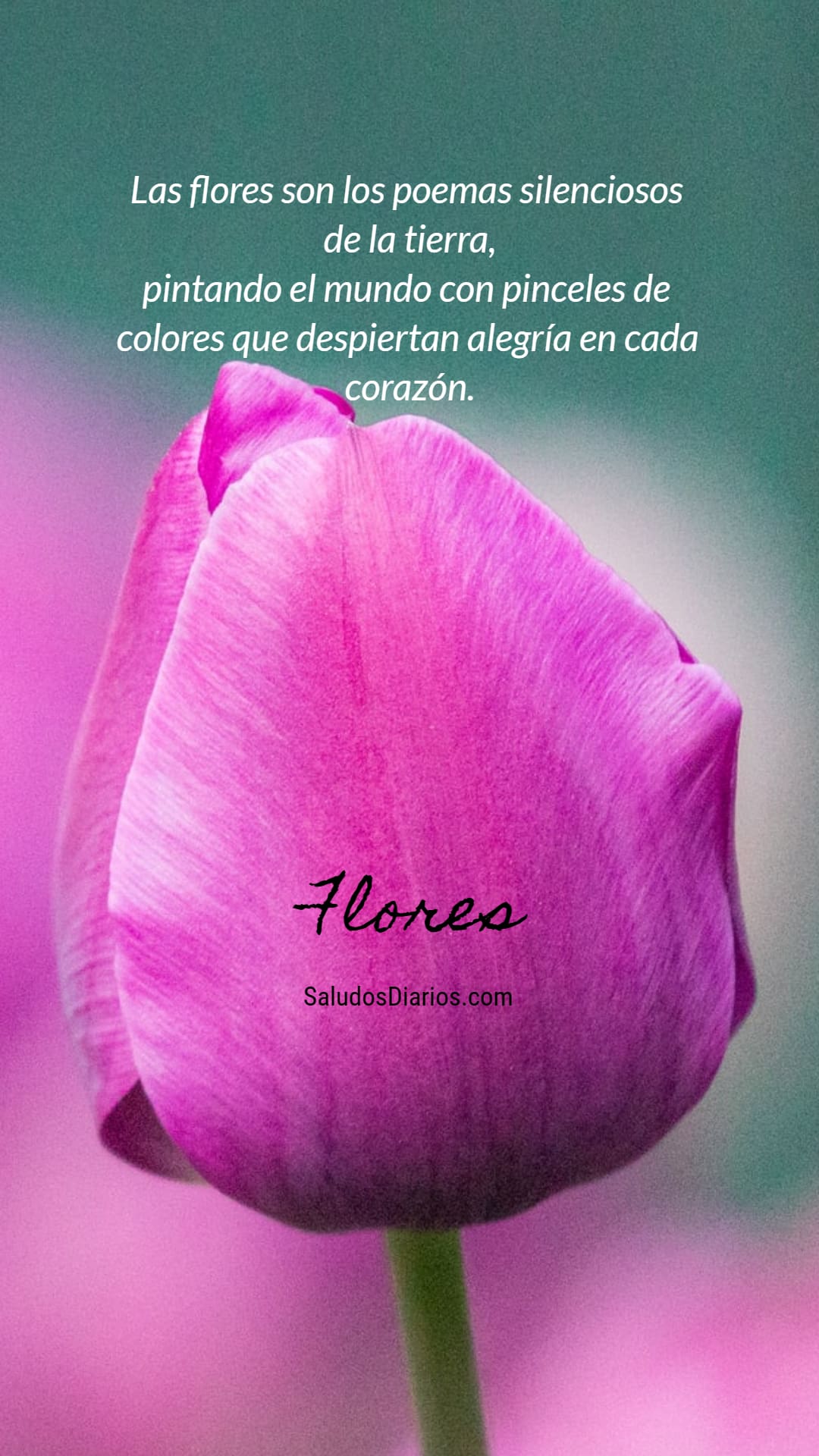 Belleza flores, Tulipán, Mensajes alma, Tierra hermosa - Saludos Diarios