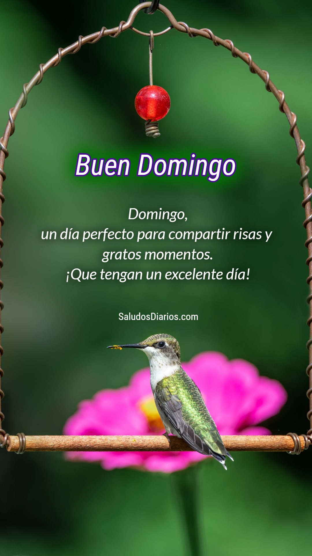 Colibrí, Domingo lindo, Bendiciones, Momentos frase - Saludos Diarios