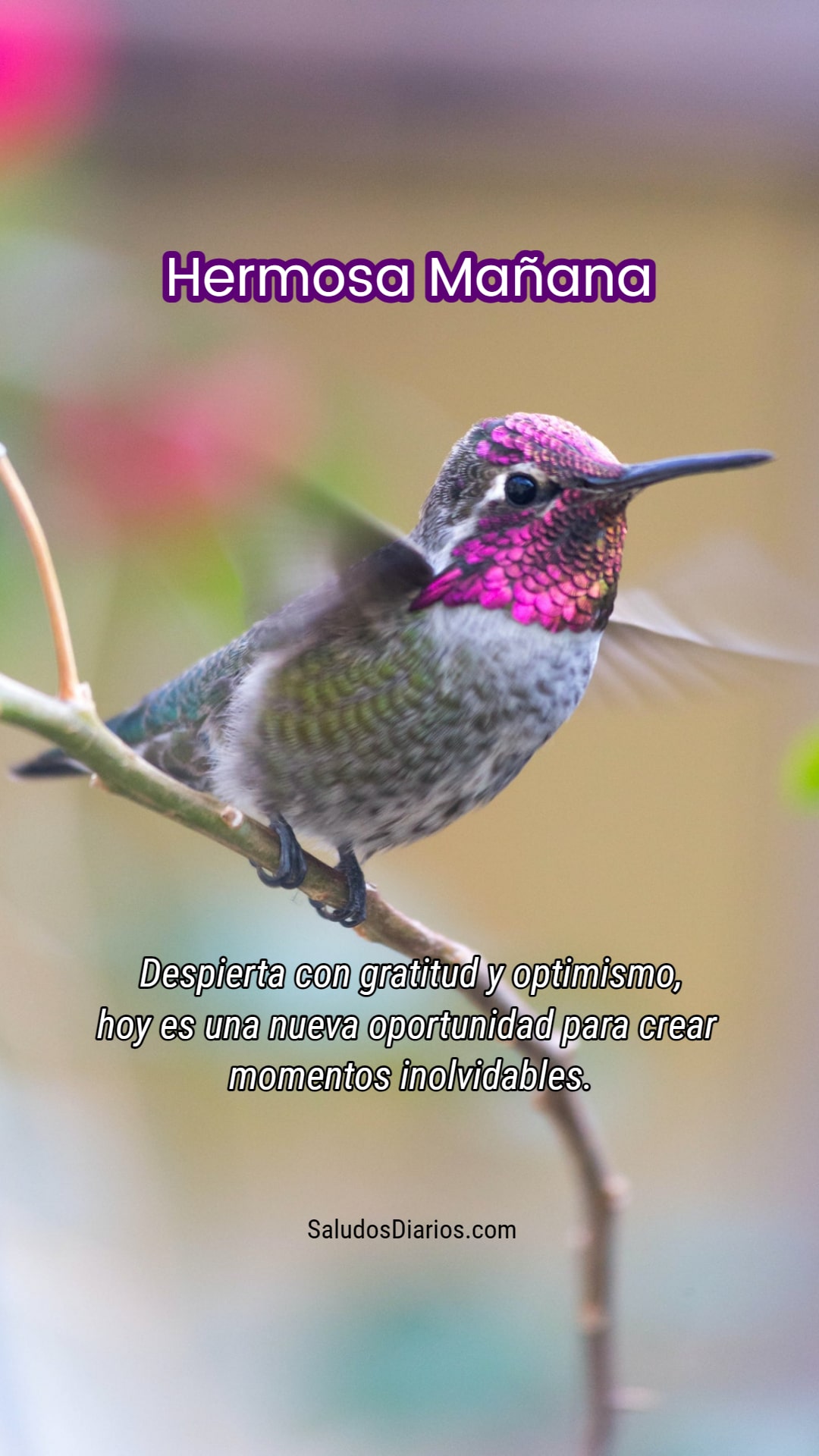 Hermosa ave, Colibrí, Linda mañana, Saludar frase - Saludos Diarios