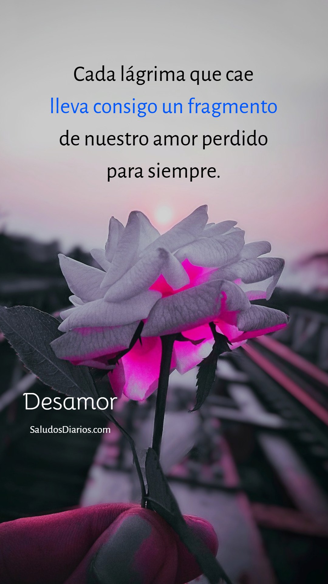 Destino Pasado Amor Promesas Rosa Triste Adiós Saludos Diarios