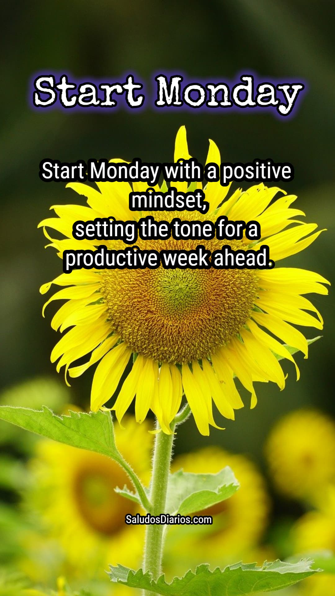 Start Monday, Lovely week, Beautiful sunflower - Saludos Diarios