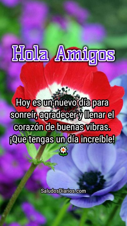 Flor roja saludar amigos, hola todos
